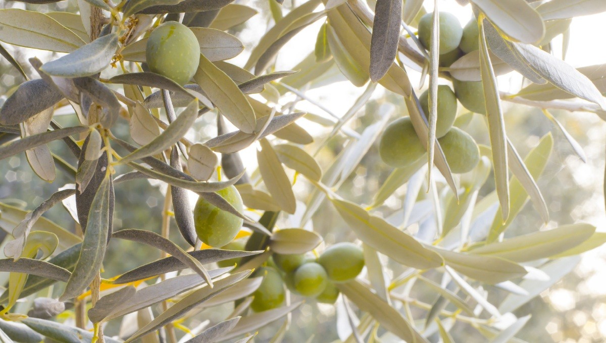 喝橄欖油禁忌與好處解析