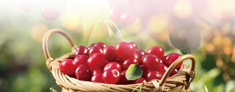 南非醉茄複方產品如何選