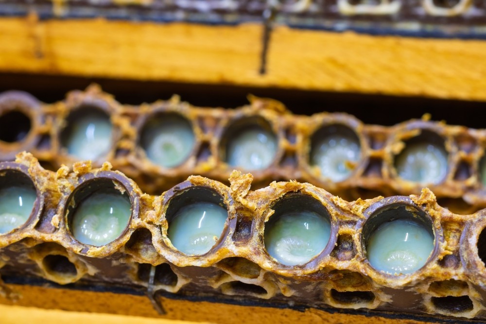 蜂王乳是什麼？