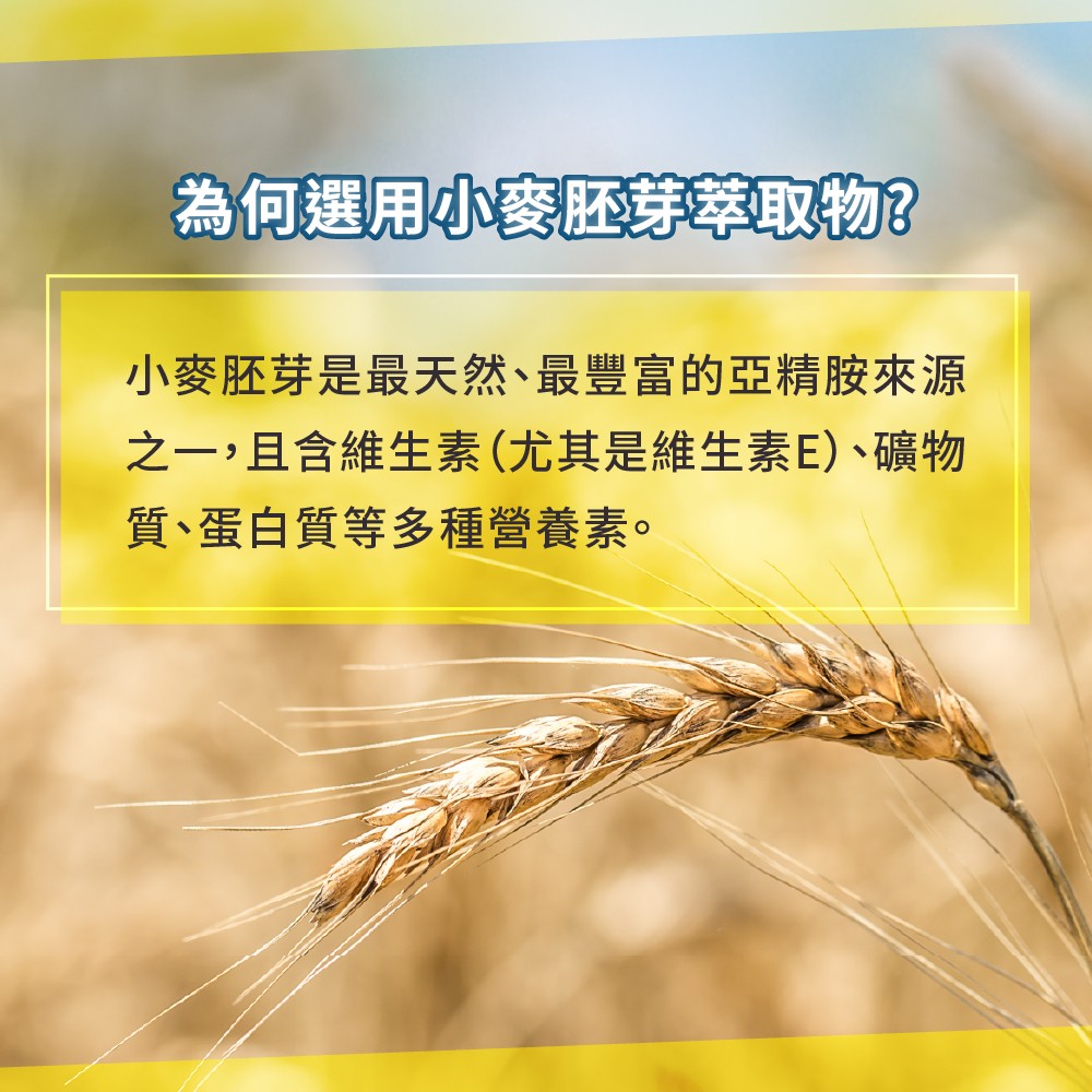 小麥胚芽萃取物功效