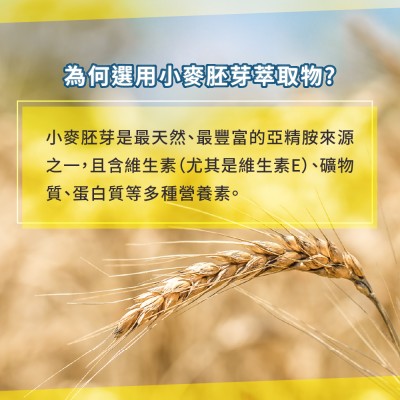 小麥胚芽萃取物