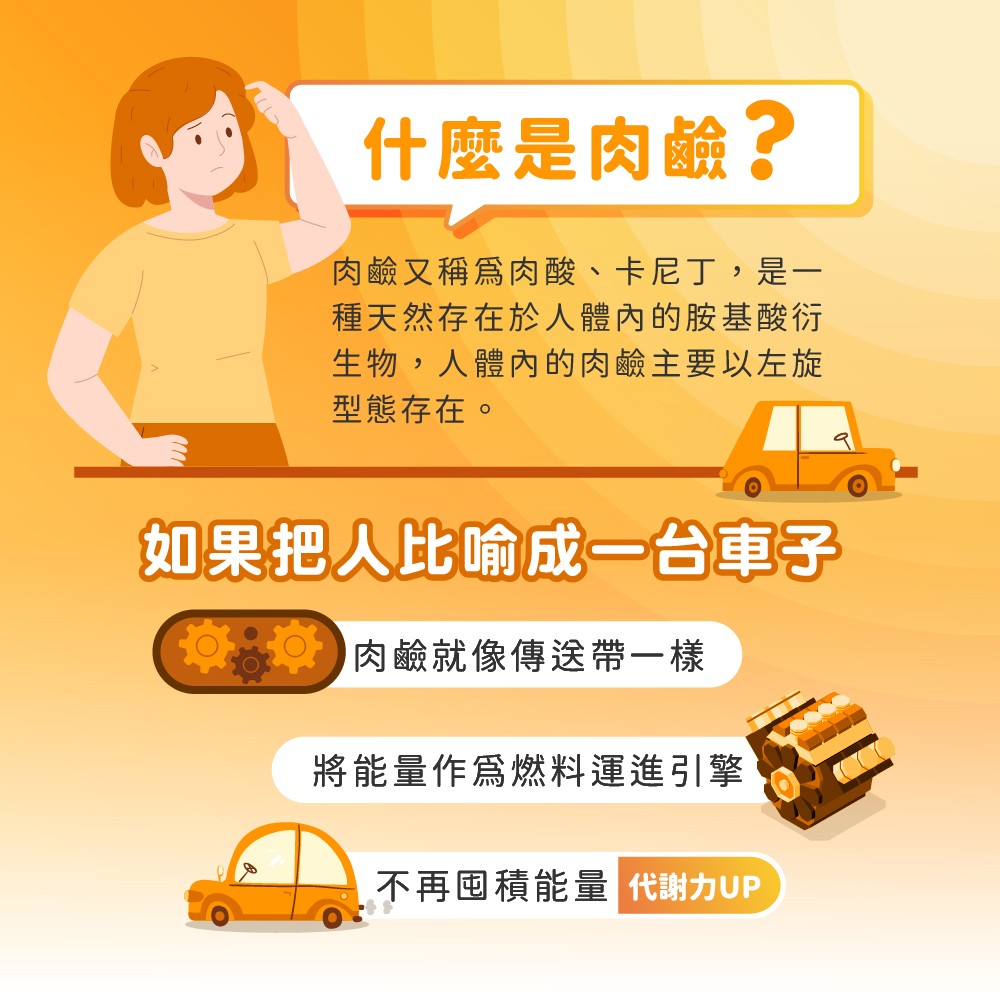 肉鹼功效
